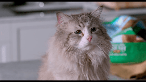 nine-lives-2016-movie-review-kevin-spacey-as-a-cat